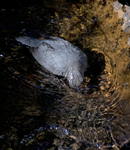 American Dipper 2418